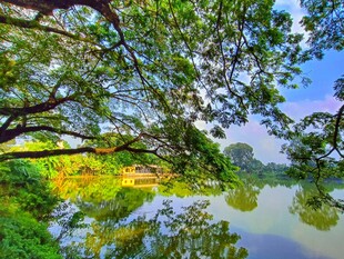 湖畔绿树成荫的美丽景致