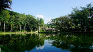 宁静湖畔绿树环绕美景