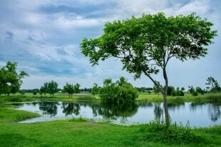 湖畔绿树