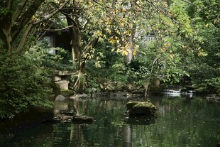 静谧林间池塘景观
