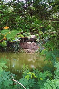 林间池塘边的静谧景致