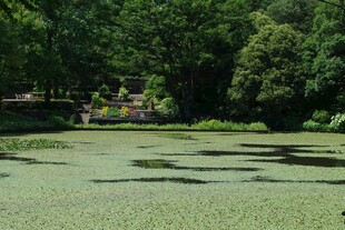 绿意盎然的静谧池塘景观