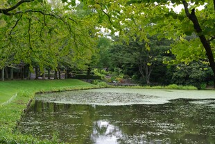 静谧林间池塘美景