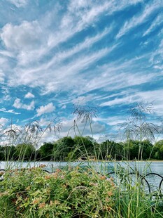 湖畔蓝天芦苇美景