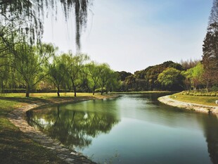 湖畔垂柳美景