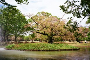 湖畔古树景观