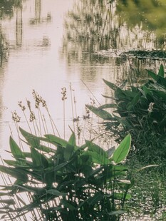 湖畔水生植物的静谧景致