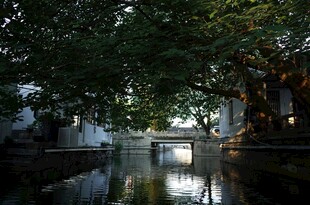 水乡绿荫下的静谧河道