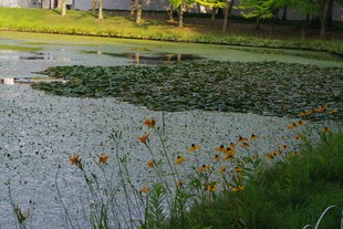 池塘边的多彩花卉景观