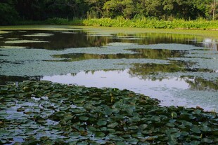 宁静湖塘