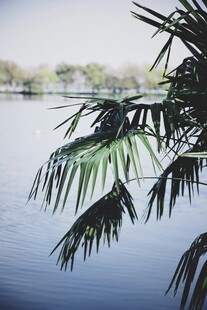 湖畔棕榈叶