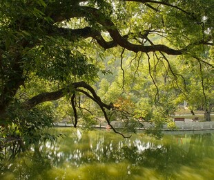 湖畔葱郁大树