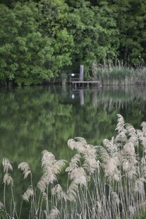 湖畔芦苇与静谧小屋