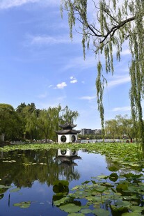 湖畔垂柳映景