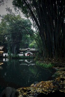竹林环绕的静谧水边景致