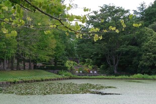 林间静谧池塘景观