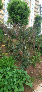 菜地豆类藤蔓菜架