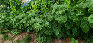 绿叶蔬菜种植场景
