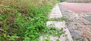 路边蓬勃生长的绿色植物