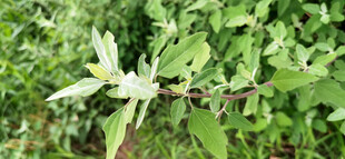 嫩绿枝叶灰灰菜特写