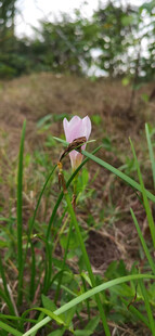 田野中的单株粉色小花
