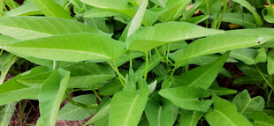 翠绿空心菜菜尖特写