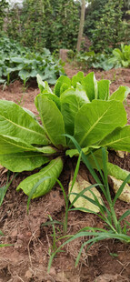 翠绿阔叶植物生机勃勃