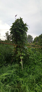 野外绿植丛生的自然景象