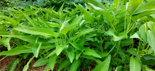 菜地里的翠绿空心菜