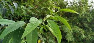 绿叶繁茂的植物景象