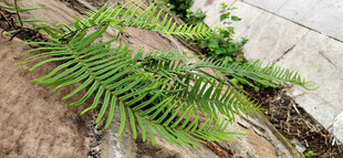 翠绿蕨类植物生机盎然