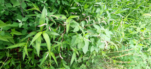 翠绿竹林景观