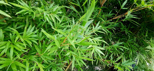 翠绿金竹林