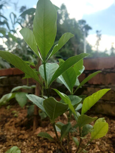 嫩绿植物幼苗生机盎然