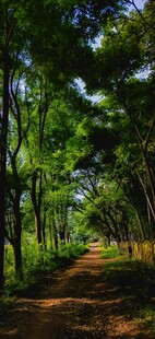 林间小道