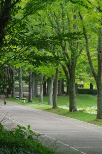 林荫小道
