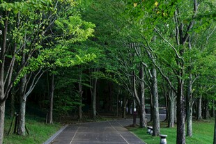 林间幽径