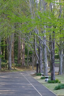 林间幽静柏油小路