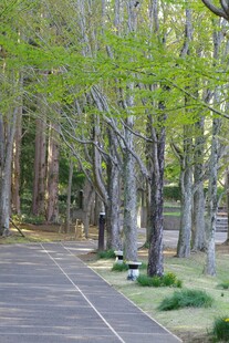 林间幽静步道