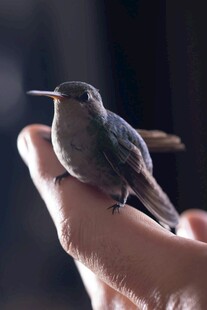 小鸟停留在人的手指上