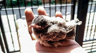 手中的奇特菌类