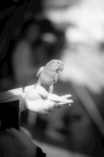 手托小鸟的温馨瞬间