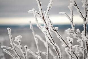 冬日霜覆树枝美景
