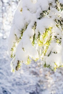 雪覆枝头的冬日美景