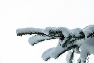 枝头覆雪的翠绿松枝