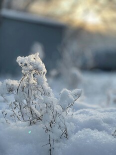 雪覆植物