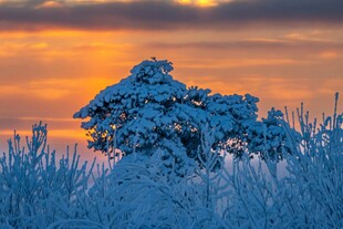 冬日雪树映夕阳美景