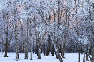 冬日雪林美景