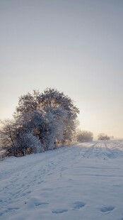 冬日雪景中的孤树