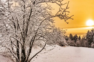 冬日雪景中的树木与落日